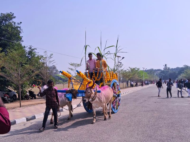 pongal celebrations